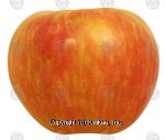 Value Center Market  honey crisp whole fresh apple, price per pound Center Front Picture