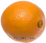 Sunkist  large navel orange Center Front Picture