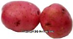 Value Center Market  red potato, price per pound Center Front Picture