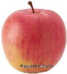 Rainier  fuji apples, price per pound Center Front Picture