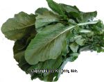 Glory  kale per pound Center Front Picture