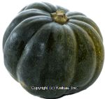 Heras  acorn squash per pound Center Front Picture