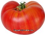 Sunset  tomato, beefsteak per pound Center Front Picture