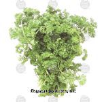 Value Center Market  parsley, curly Center Front Picture