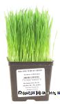 Michigan Fine Herbs  organic wheat grass Center Front Picture